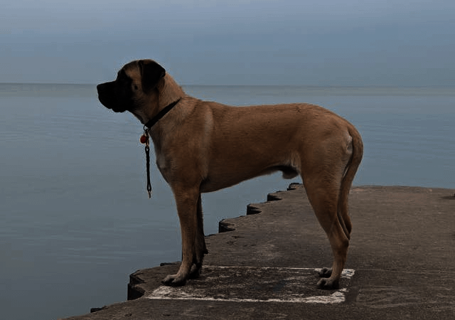 Mastiff Breed Information