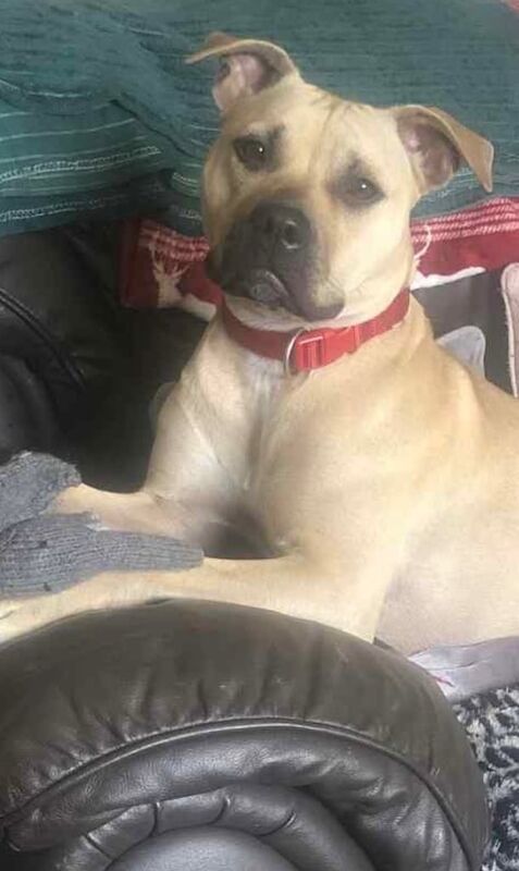 Mastiff Puppies For Sale