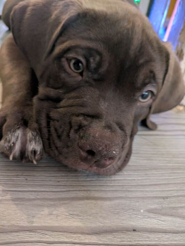 10 week old puppy