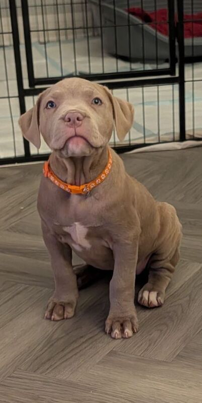 Mastiff Puppies For Sale
