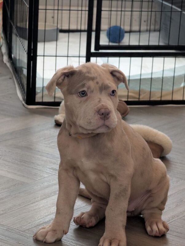 2 beautiful female mastiff puppies - Image 2 of 4