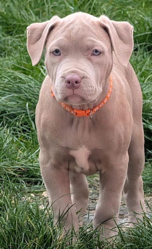 2 beautiful female mastiff puppies - Image 3 of 4