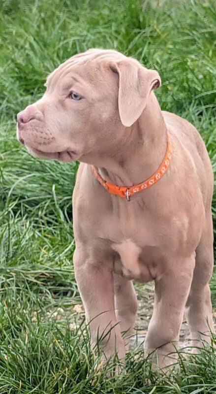 2 beautiful female mastiff puppies - Image 4 of 4