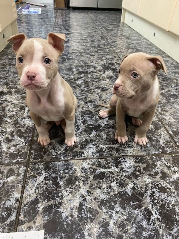Mastiff puppies for sale in Greenford, Greater London – 8 weeks old