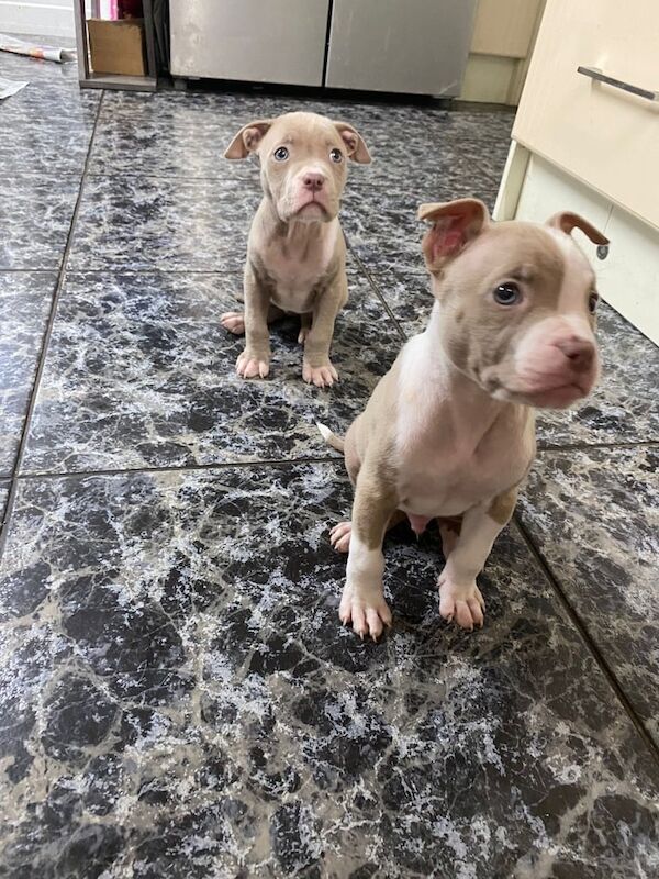 Mastiff puppies for sale in Greenford, Greater London – 8 weeks old - Image 2 of 3
