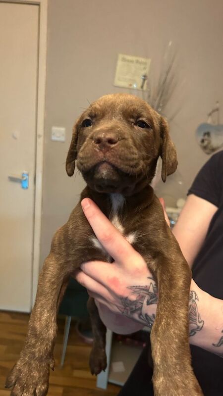 7 pups looking for there forever homes