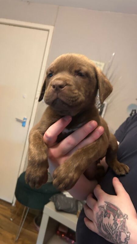 7 pups looking for there forever homes - Image 2 of 5