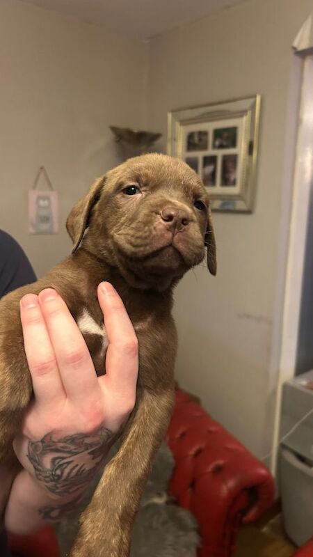 7 pups looking for there forever homes - Image 3 of 5