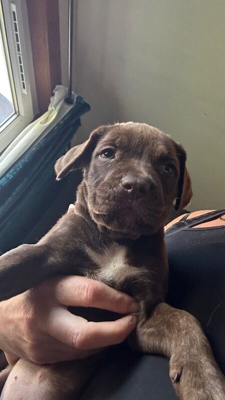 7 pups looking for there forever homes - Image 4 of 5
