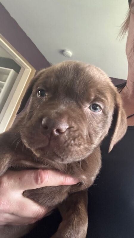 7 pups looking for there forever homes - Image 5 of 5