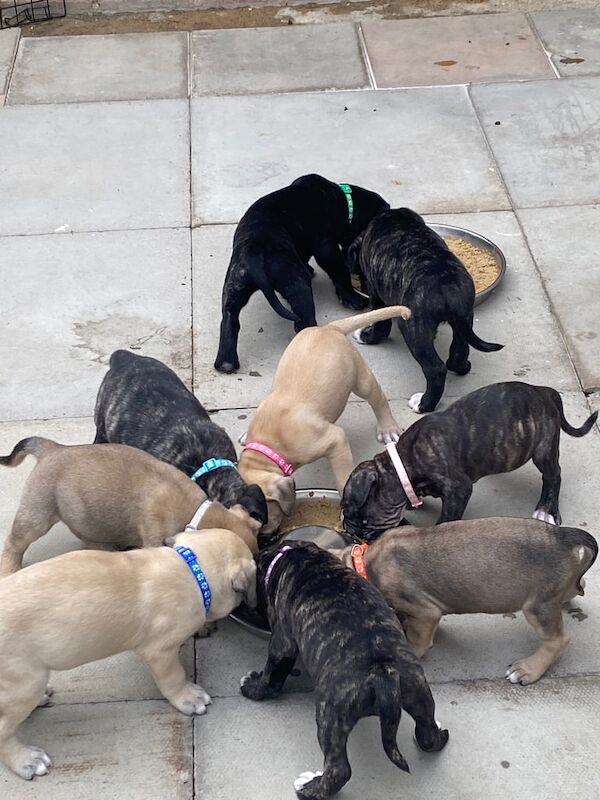 Mastiff puppies for sale in Croydon, Greater London – 7 weeks old