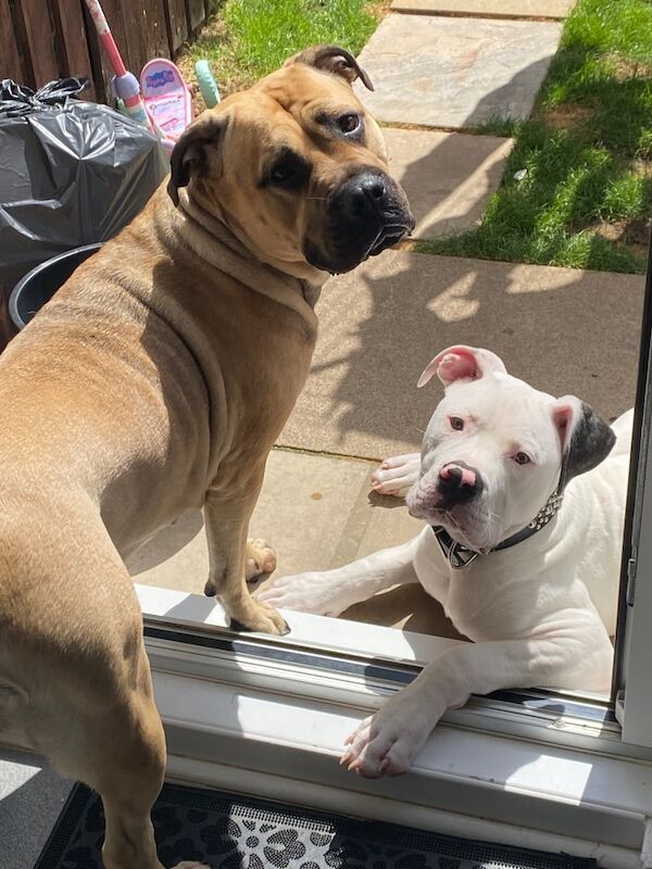 Mastiff puppies for sale in Croydon, Greater London – 7 weeks old - Image 2 of 3