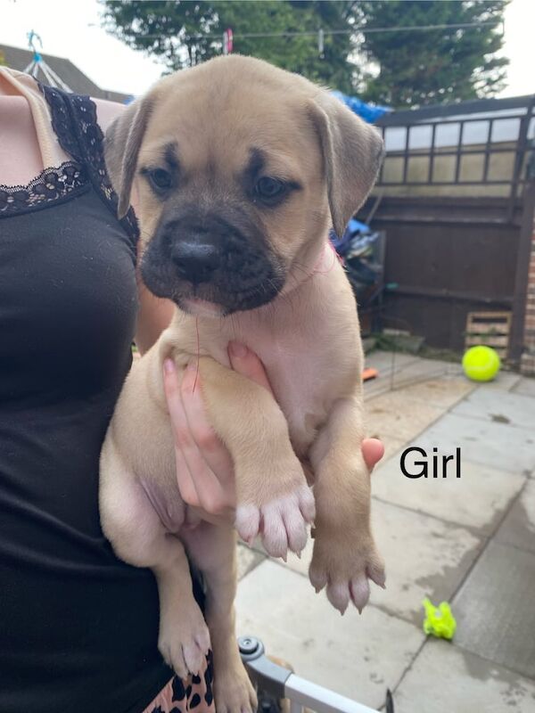Mastiff puppies for sale in Croydon, Greater London – 7 weeks old - Image 3 of 3