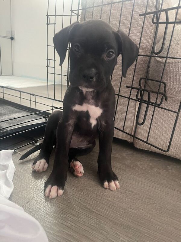 9 week old American mastiff