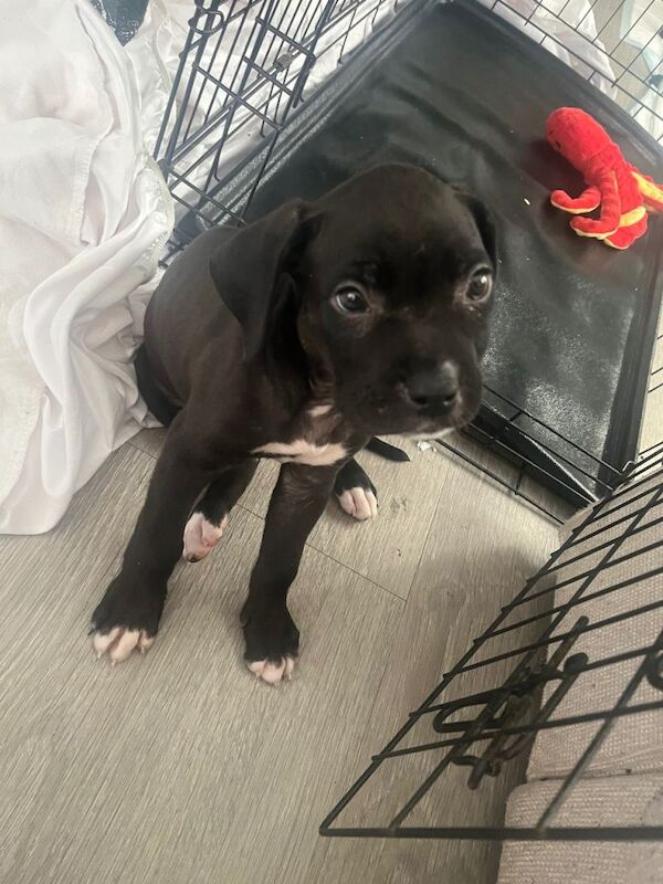 9 week old American mastiff - Image 2 of 2