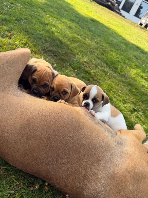 Beautiful bullmastiff x pups for sale