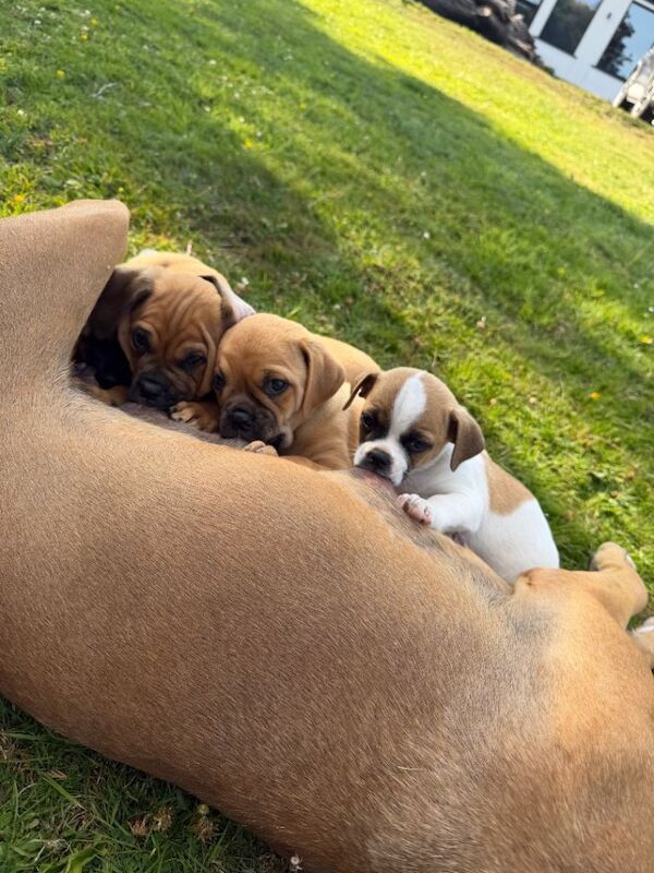 Beautiful bullmastiff x pups for sale - Image 2 of 5