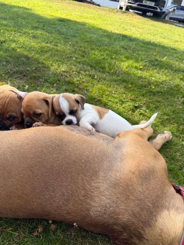 Beautiful bullmastiff x pups for sale - Image 3 of 5