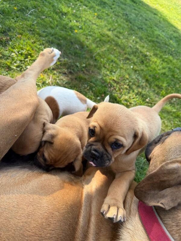 Beautiful bullmastiff x pups for sale - Image 4 of 5