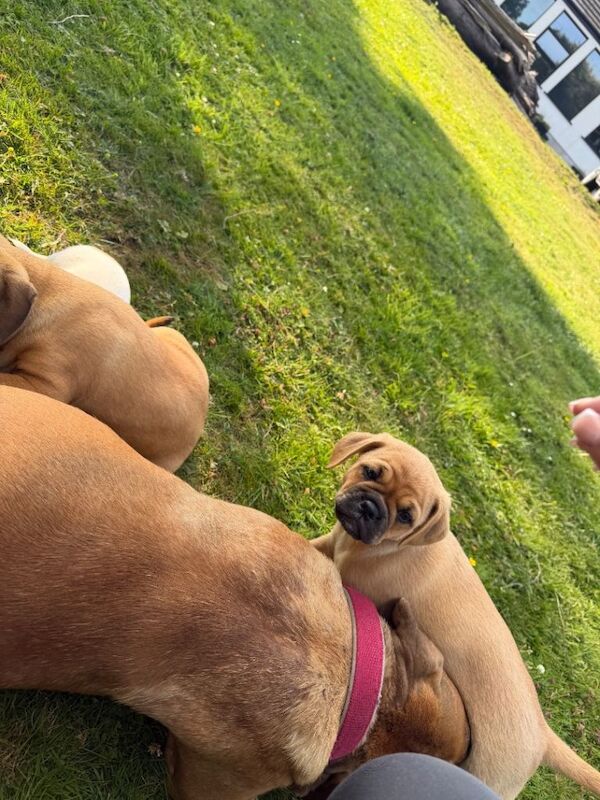 Beautiful bullmastiff x pups for sale - Image 5 of 5