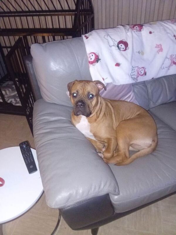 Bella mastiff/ boxter - Image 2 of 6