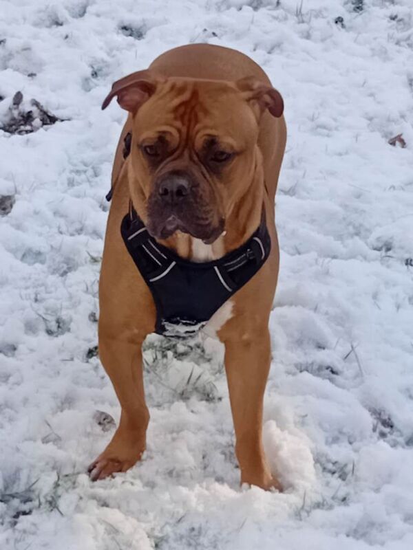Bella mastiff/ boxter - Image 3 of 6
