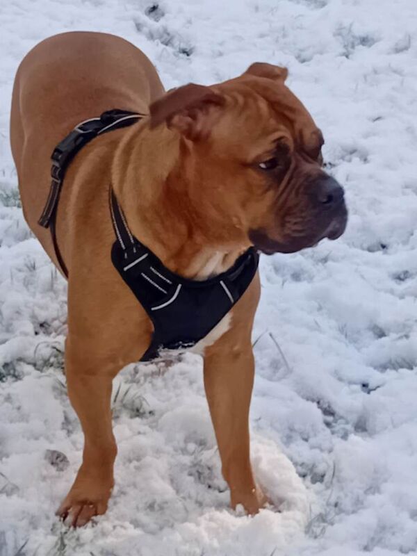 Bella mastiff/ boxter - Image 4 of 6