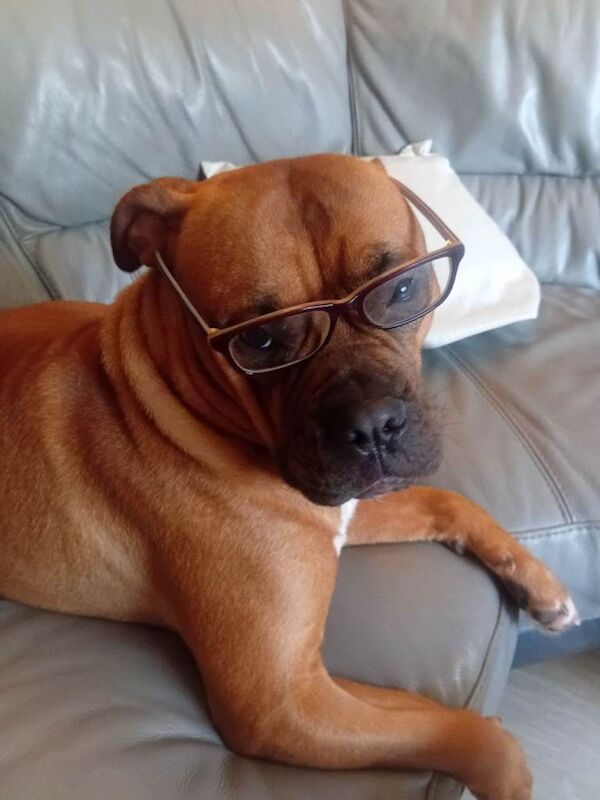 Bella mastiff/ boxter - Image 5 of 6