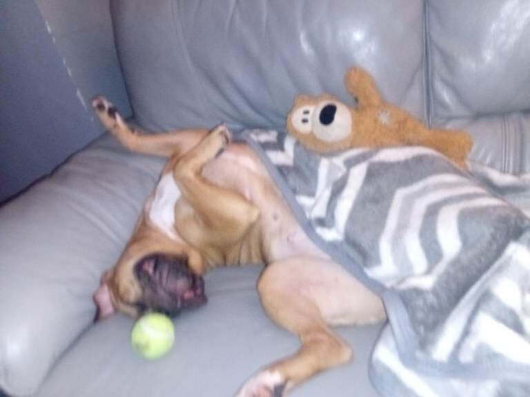 Bella mastiff/ boxter - Image 6 of 6