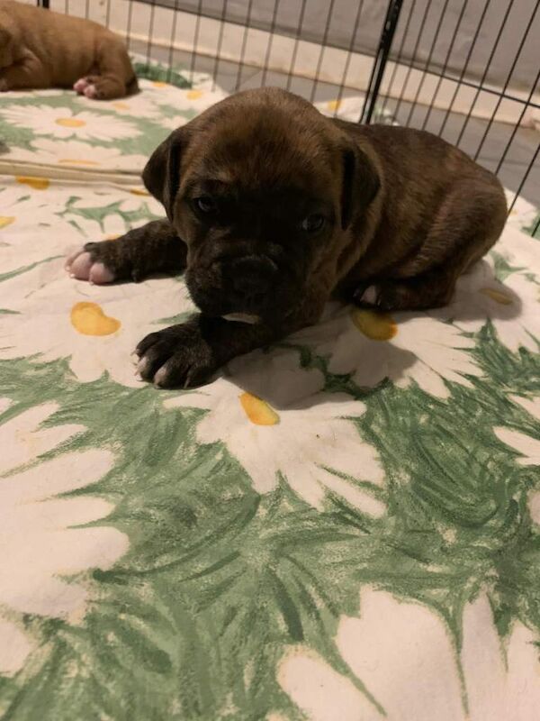 Mastiff puppies for sale in Camden Town, Greater London – 3 weeks old