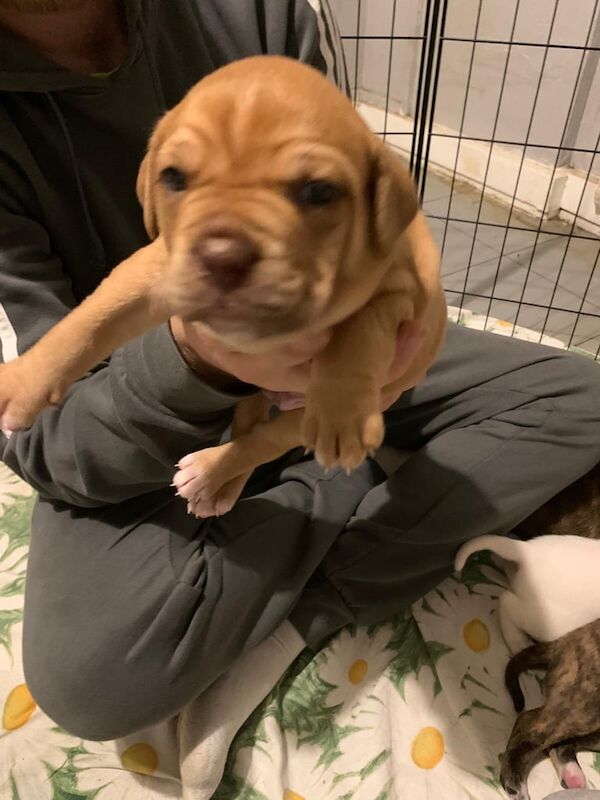 Mastiff puppies for sale in Camden Town, Greater London – 3 weeks old - Image 4 of 6