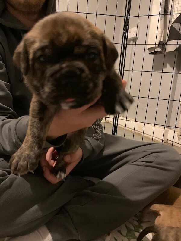 Mastiff puppies for sale in Camden Town, Greater London – 3 weeks old - Image 6 of 6