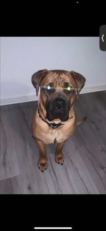 Mastiff Puppies For Sale