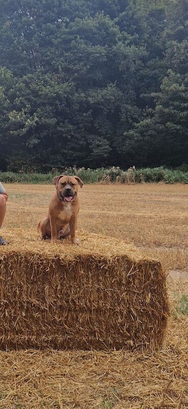 Mastiff puppies for sale in Shepshed, Leicestershire – 10 months old