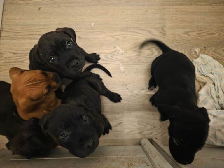 Mastiff Puppies For Sale