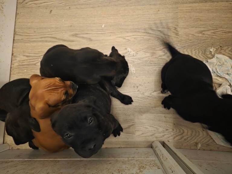 Bullmastiff cross puppies - Image 2 of 6