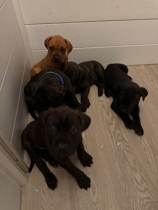 Bullmastiff cross puppies - Image 5 of 6