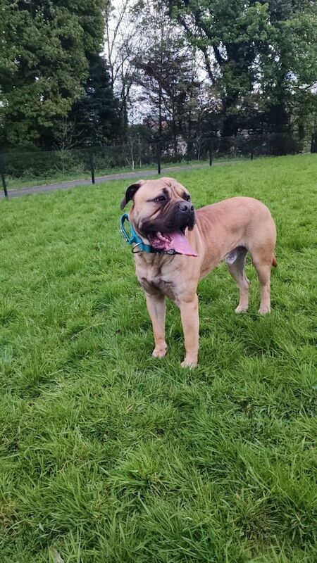 Mastiff puppies for sale in Omagh, County Tyrone – 1 year old