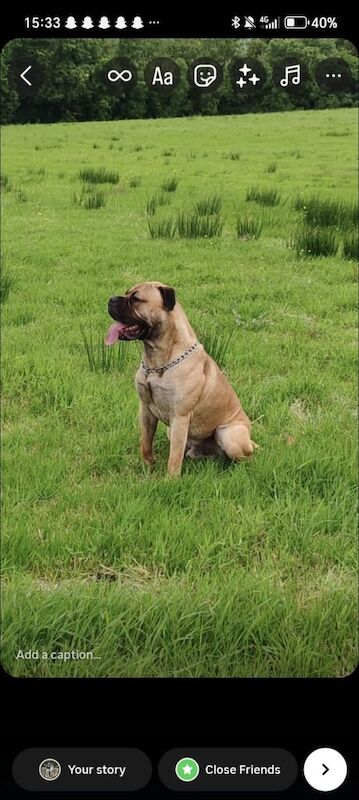 Mastiff puppies for sale in Omagh, County Tyrone – 1 year old - Image 2 of 3
