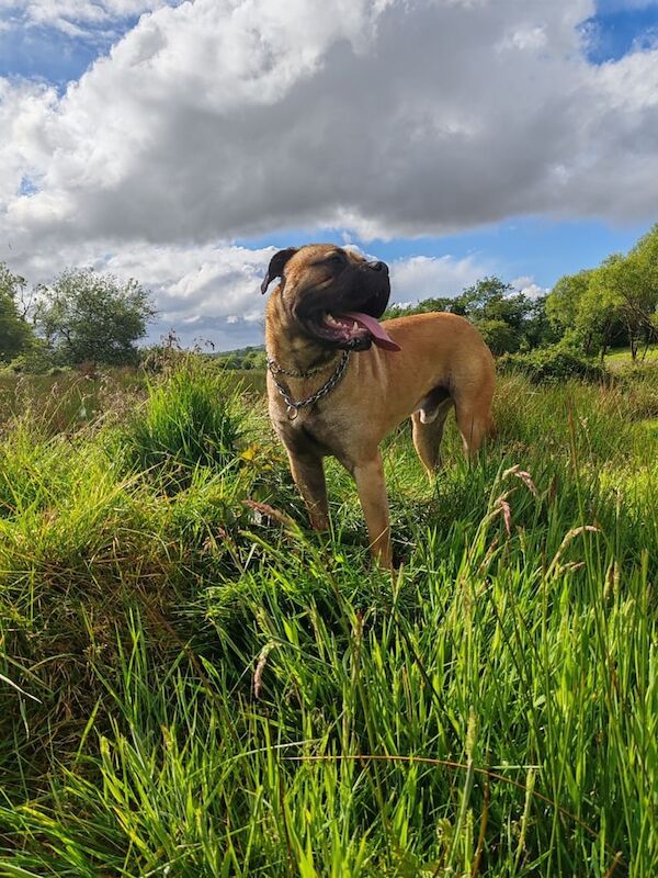 Mastiff puppies for sale in Omagh, County Tyrone – 1 year old - Image 3 of 3