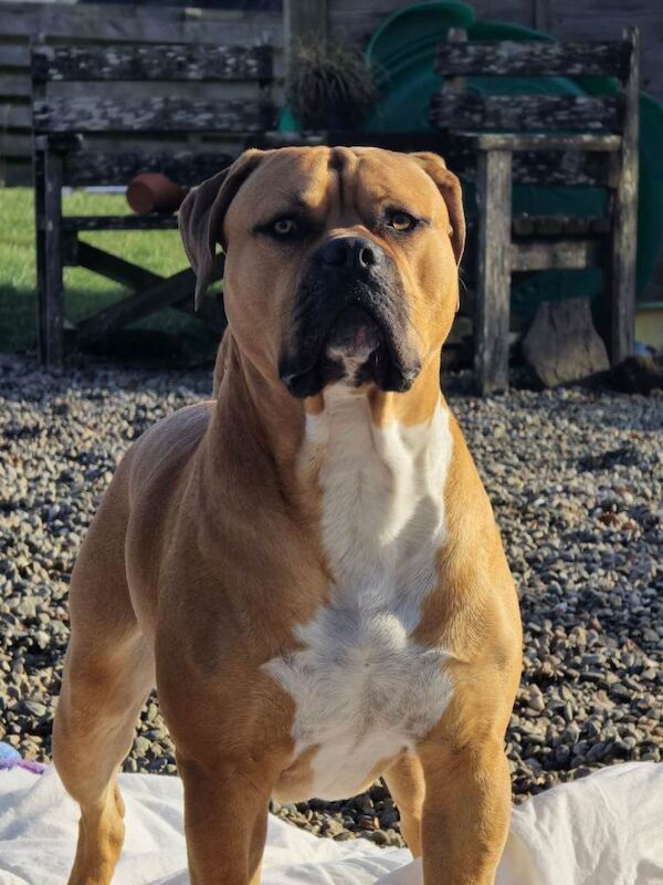 Mastiff Puppies For Sale Under £1,000