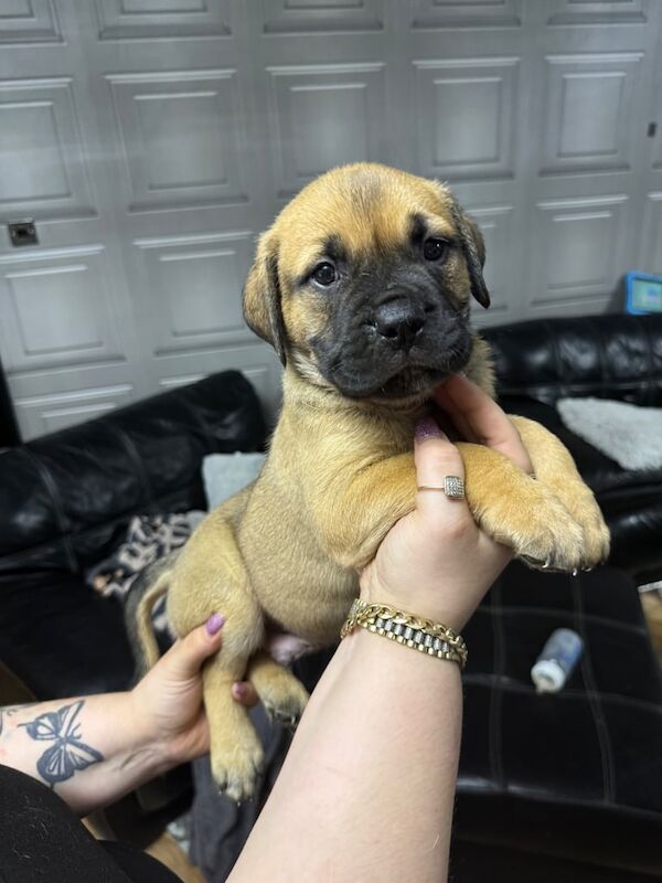 Mastiff puppies for sale in Shropshire – 5 weeks old