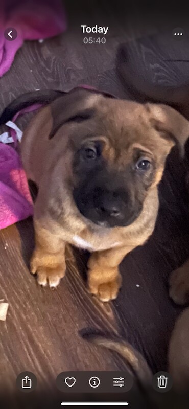 Mastiff puppies for sale in Romford, Greater London – 9 weeks old