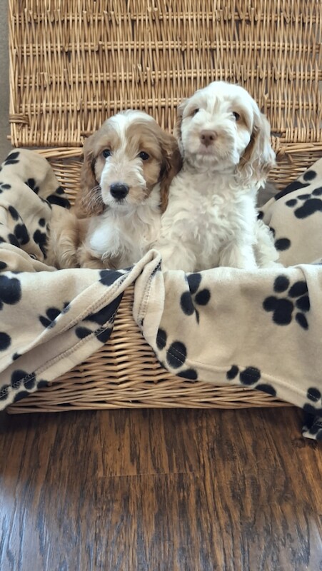 Cockerpoo f1 Puppies