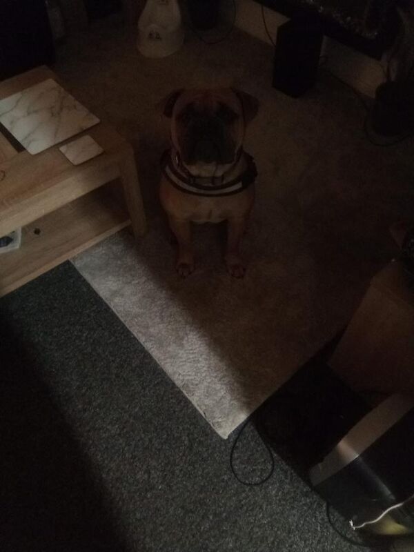 Mastiff puppies for sale in Alvaston, Derbyshire – 1 year old