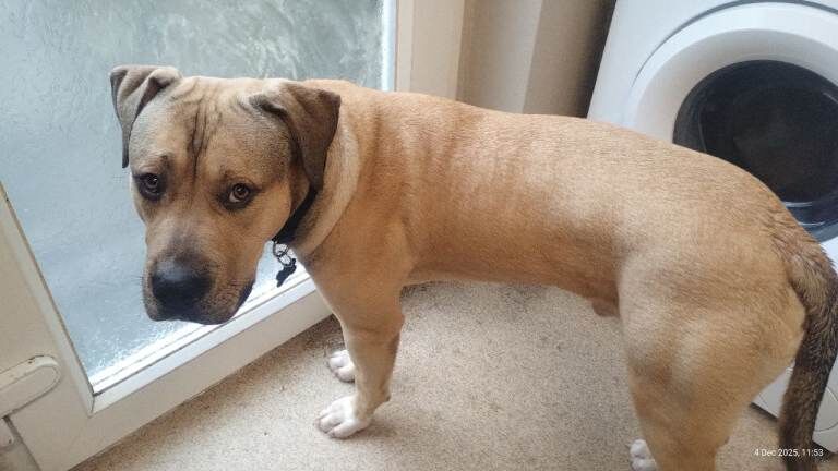 Mastiff puppies for sale in Eastbourne, East Sussex – 7 months old