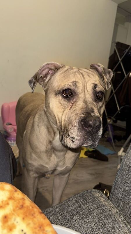 Dixie mastiff x