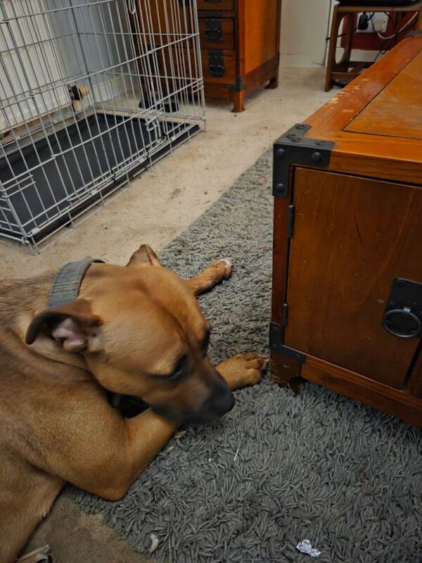 Mastiff puppies for sale in Linlithgow, West Lothian – 3 days old