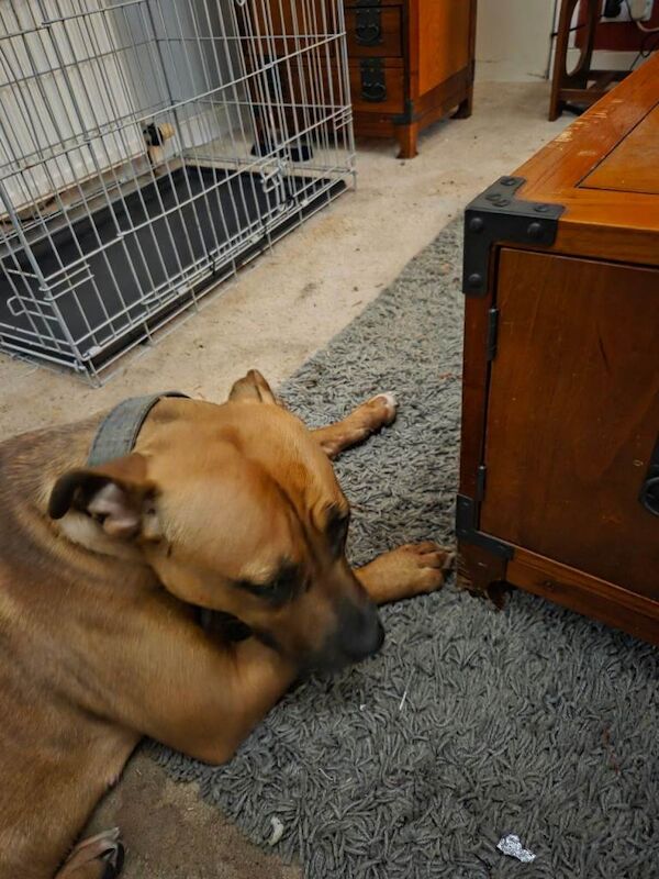 Mastiff puppies for sale in Linlithgow, West Lothian – 3 days old - Image 2 of 5