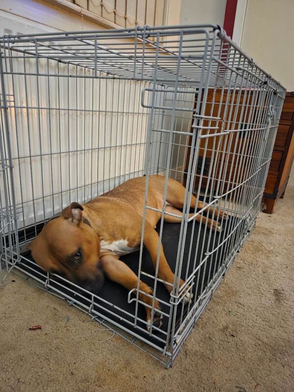 Mastiff puppies for sale in Linlithgow, West Lothian – 3 days old - Image 3 of 5